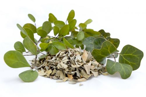 leaf flora herb