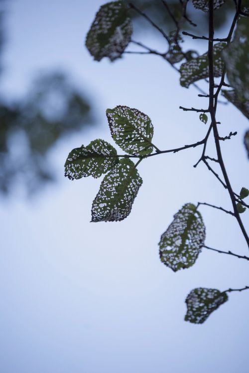 leaf leaves nature