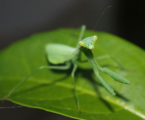 leaf insect invertebrate