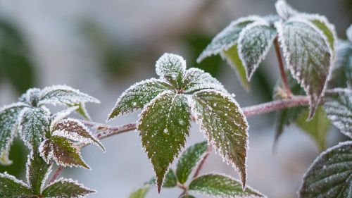 leaf nature plant