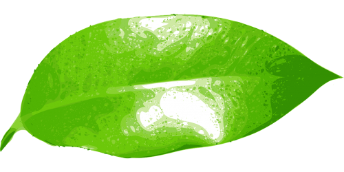 leaf green plant