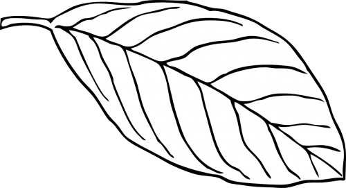 leaf white beech