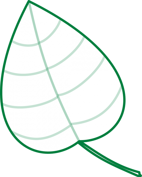 leaf plant stem