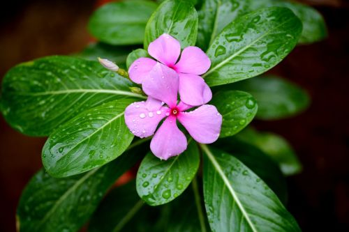 leaf nature flora