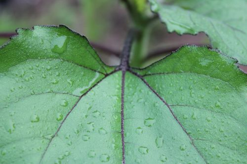 leaf flora nature