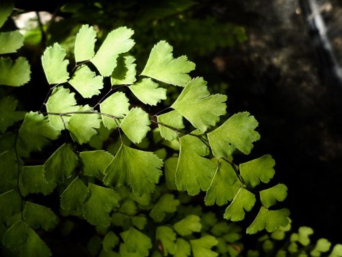 leaf plant nature
