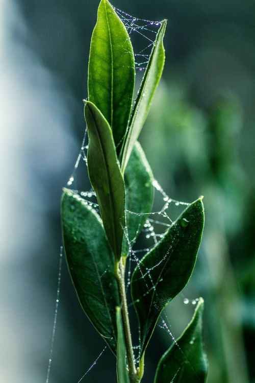 leaf plant nature