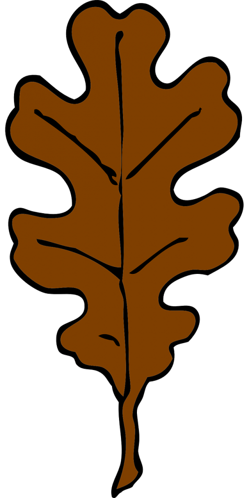 leaf oak brown autumn