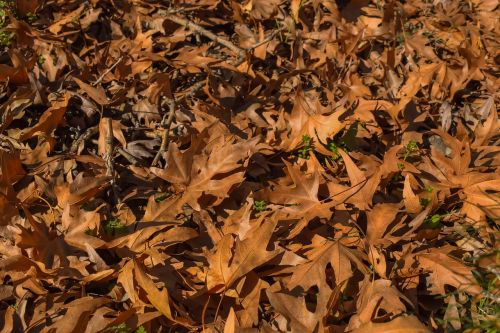 leaf dry nature