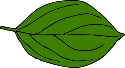 leaf oval nerves