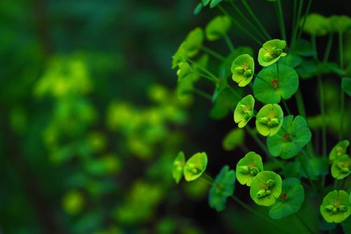 leaf plant nature