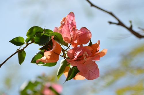 leaf nature tree