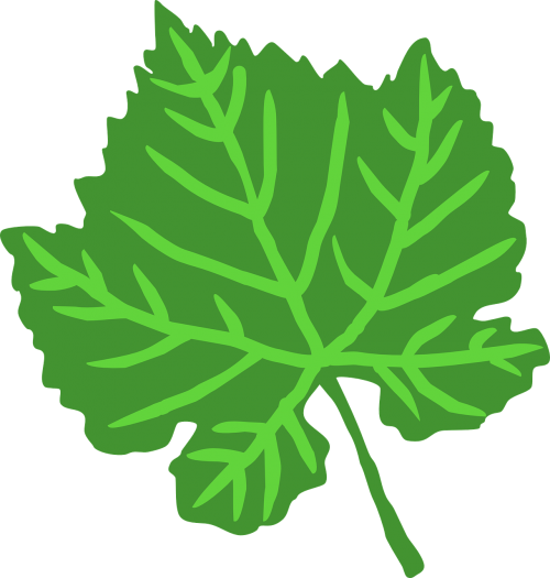 leaf green nature