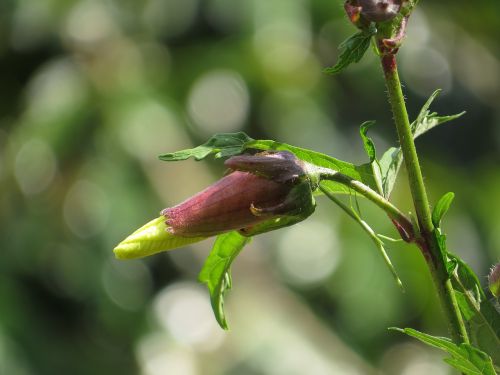 leaf nature plant