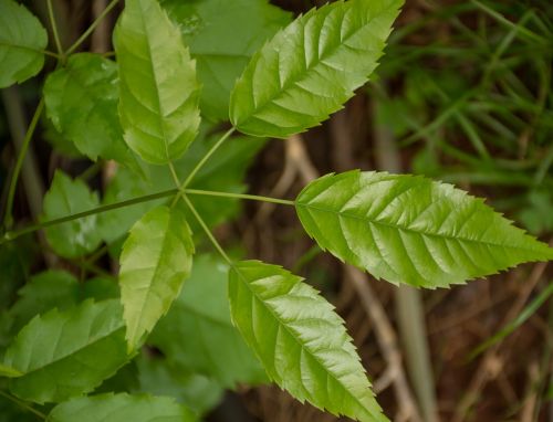 leaf plant nature