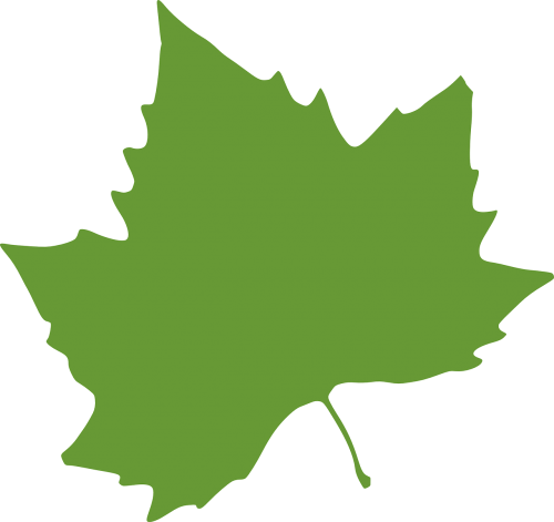 leaf maple leaf green