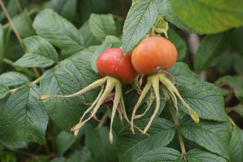 leaf fruit nature