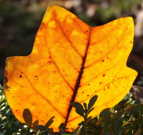 leaf autumn maple