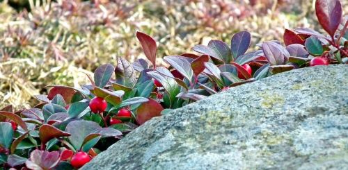 leaf nature plant