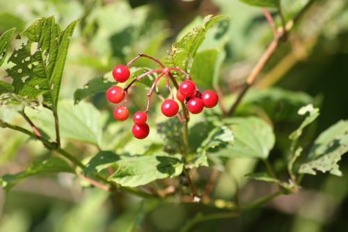 leaf nature fruit