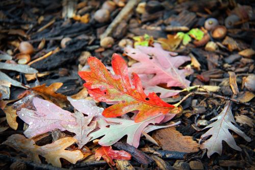 leaf fall nature