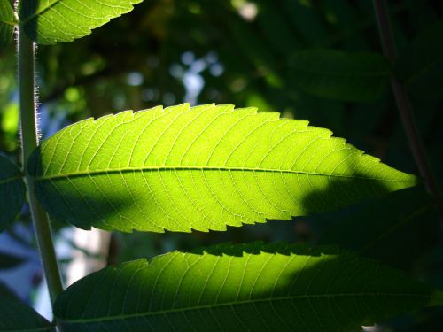 leaf plant nature