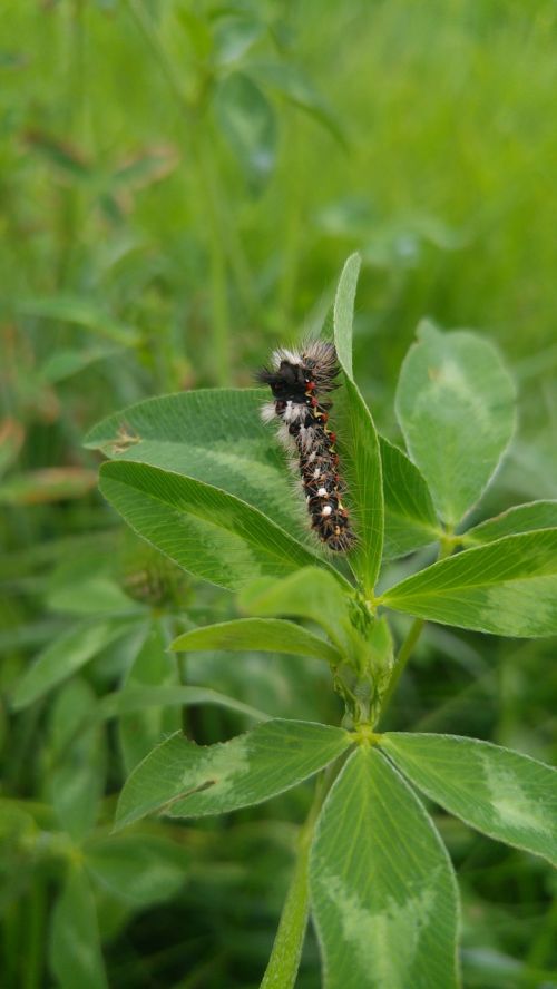 leaf nature plant