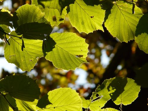 leaf leaves back light