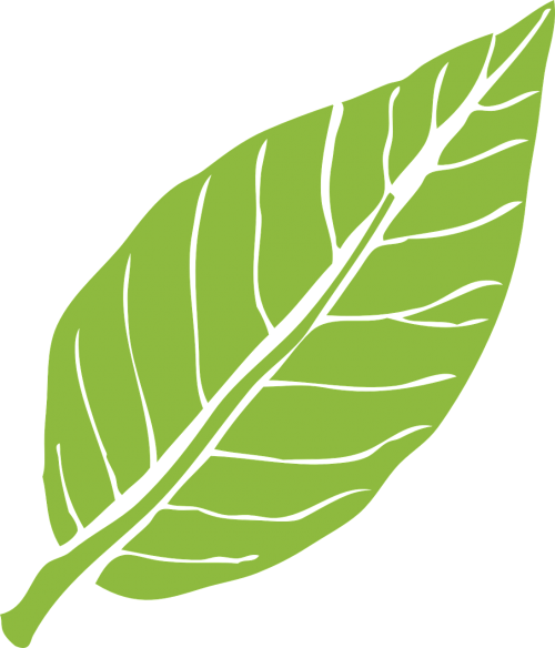 leaf nature green