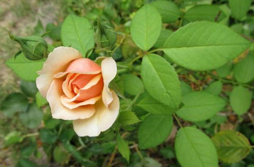 leaf flower nature