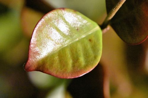 leaf nature plant