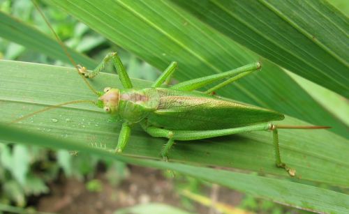 leaf nature grasshopper