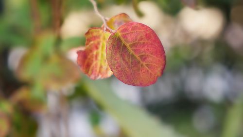 leaf nature flora