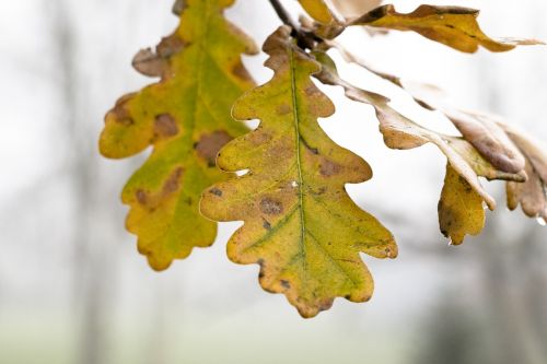 leaf oak tree natural