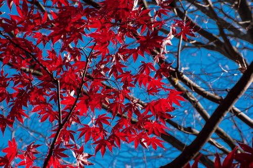 leaf tree season