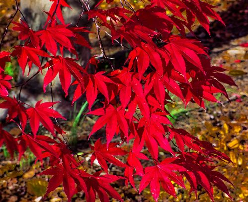 leaf fall season