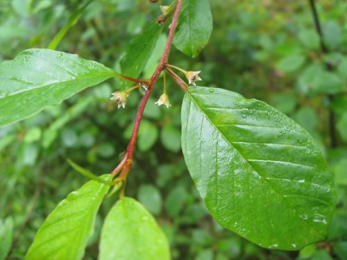 leaf plant nature