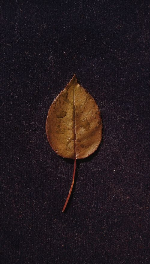 leaf ground dew drops