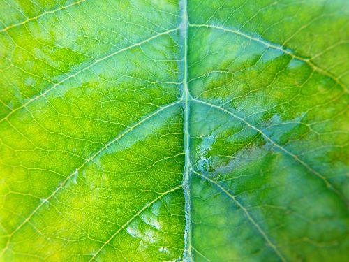 leaf nature plant