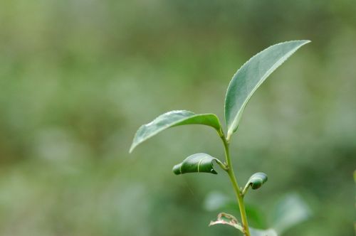 leaf tree tea