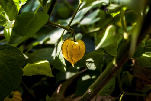 leaf food nature