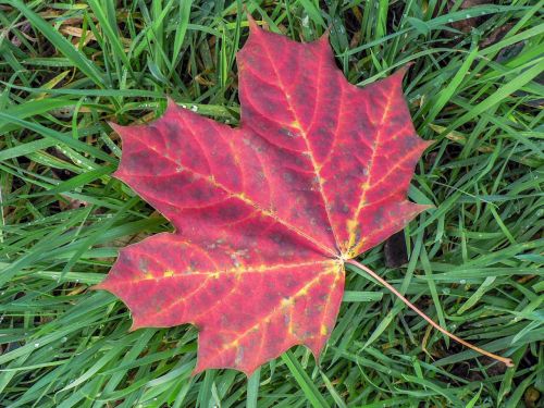 leaf nature autumn