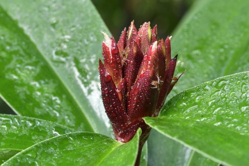 leaf nature flora