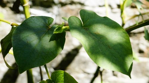 leaf nature plant