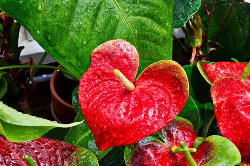 leaf nature fruit