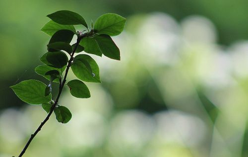 leaf nature growth