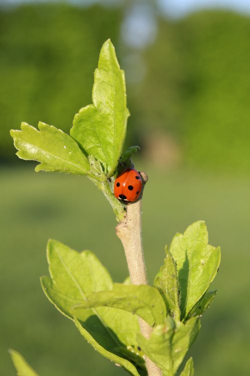 leaf nature plant