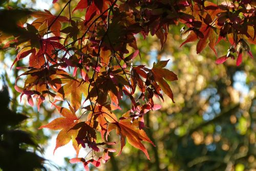 leaf autumn nature