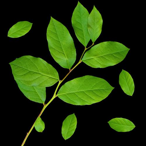 leaf plant green leaves