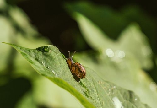 leaf nature plant